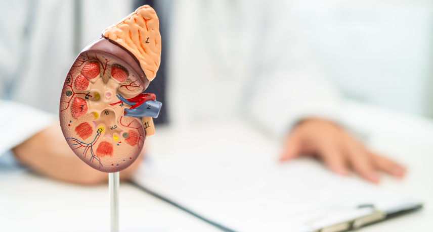 How to keep your kidneys healthy Useful insights by one of the top hospitals in Kolkata